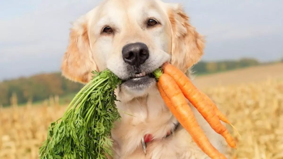 Un perro feliz