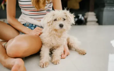 Entrenar a un cachorro para que haga sus necesidades fuera