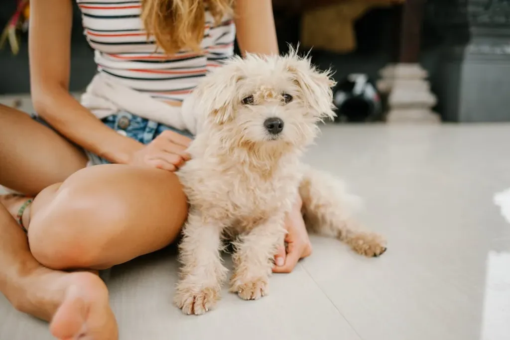 Un perro feliz