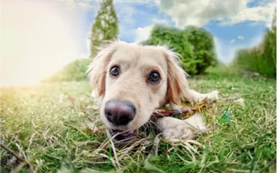 Cómo saber si mi perro es feliz y consejos para lograrlo