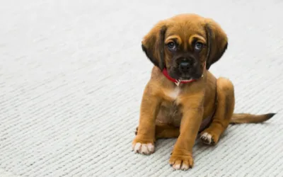 Cómo calmar la ansiedad por separación en los perros durante el día